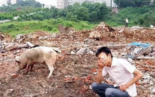 跟養(yǎng)豬業(yè)分手，我很心痛......
