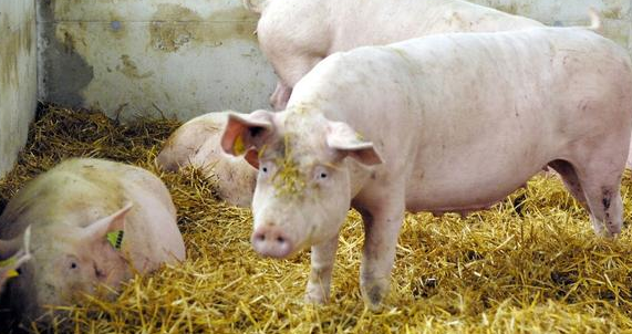 這項補貼最高可達1000萬，合作社和企業(yè)每年9到10月能申請！