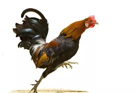 互聯網養豬迎來三國時代！京東養豬、養雞、養牛，更勝一籌！