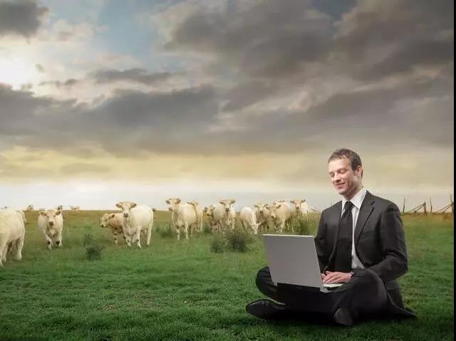 互聯網養豬迎來三國時代！京東養豬、養雞、養牛，更勝一籌！