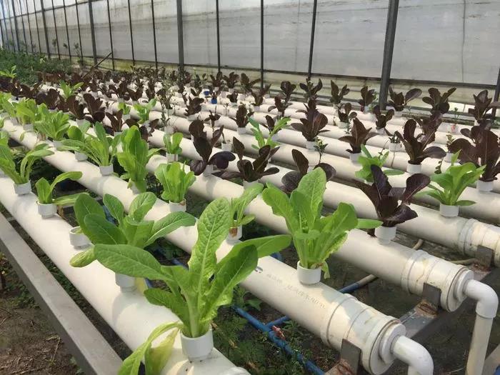 53.jpg 繼養(yǎng)豬之后,京東又發(fā)力種菜,但水培蔬菜不是一門好生意