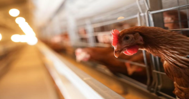 【人工智能+農業案例】朝一養殖：如何玩轉“人工智能+”