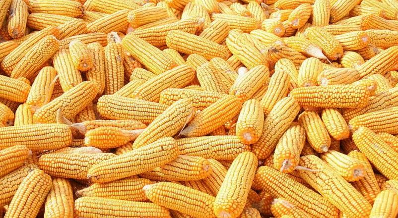 玉米價格持續下跌，玉米產業“絕地反擊”能成功嗎