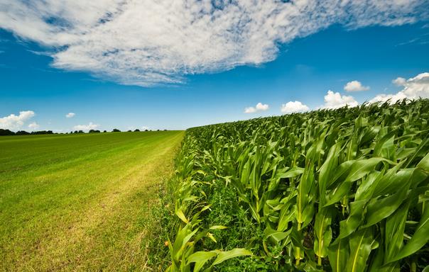 單價跌至1元以下、調減達3000萬畝、玉米企業如何轉型升級