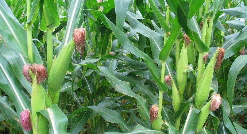 靠種玉米，你還能活多久?