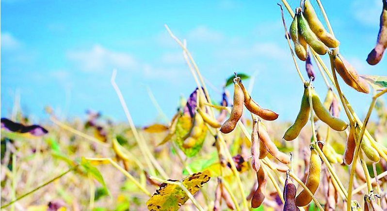 國家明確玉米面積將要減7000萬畝，農民種這些才有未來!