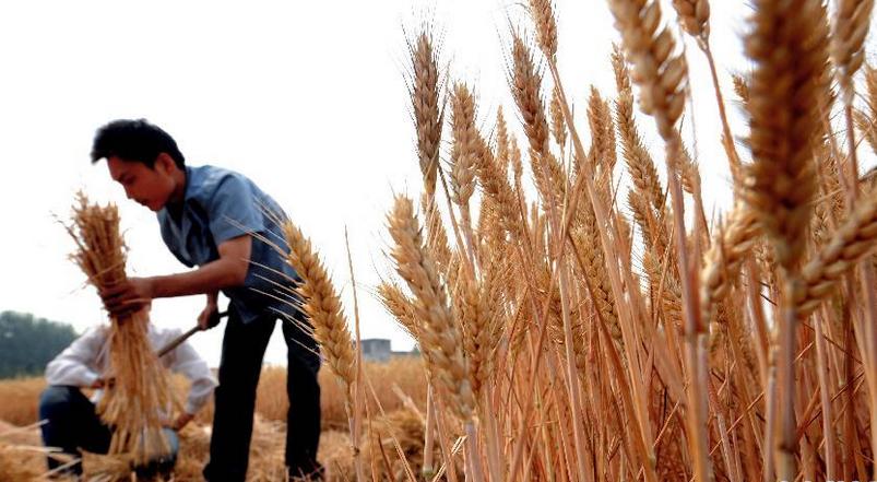 不得不看!糧食價格下降，這些影響與農民切身有關