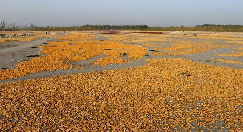 2017年玉米將繼續(xù)調(diào)減1000萬(wàn)畝,農(nóng)民該怎么活?