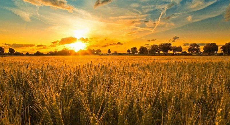 2017年種植業(yè)十大發(fā)展趨勢(shì)，你造嗎?