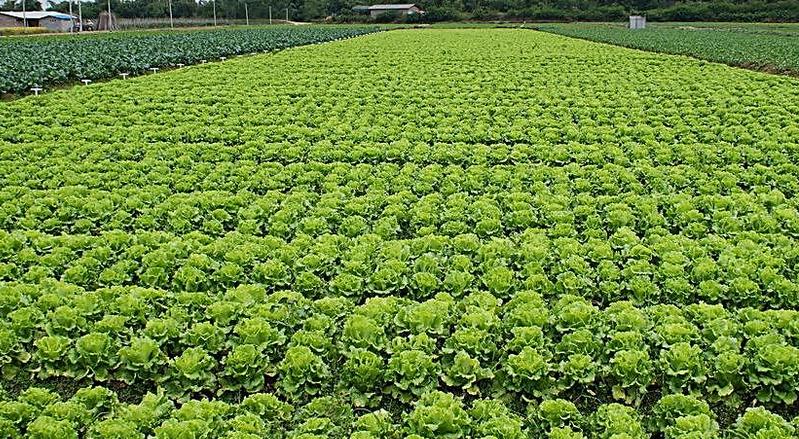 2017年，聰明的人都將會種這些