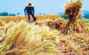 聚焦|國家規劃的10億畝“兩區”，對農民種田有哪些啟發？