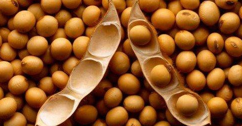 國產大豆這次輸的一敗涂地，追根究底還是被自家人坑了！