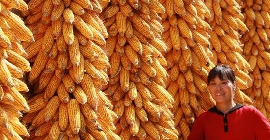 玉米、大豆、棉花、食用油、食糖本月將有何變局？快看5月中國農業部市場供需報告