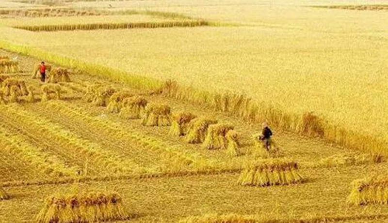 8大農業補貼怎么領？到哪兒領？今天一次說明白！