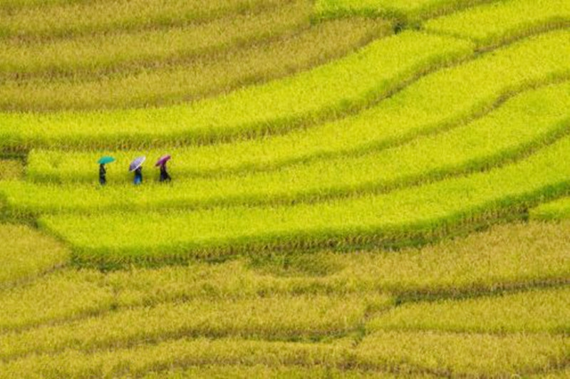 視頻|6大部委發(fā)話：未來(lái)農(nóng)業(yè)龍頭企業(yè)要扛大梁！