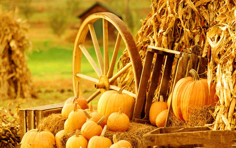 這種種植方式火了！稻鴨共育、稻魚共生...農民都賺翻了