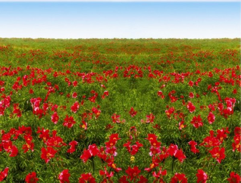 此種植物兼具觀賞和經濟價值，畝產值達上萬，農戶靠它補貼家用