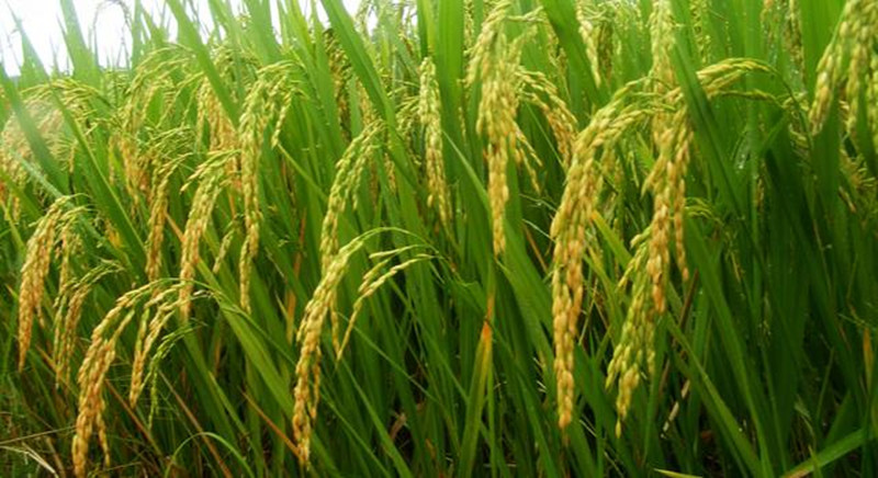 我國科學家研制出“潔田稻”，打破跨國公司在該領域的技術壟斷