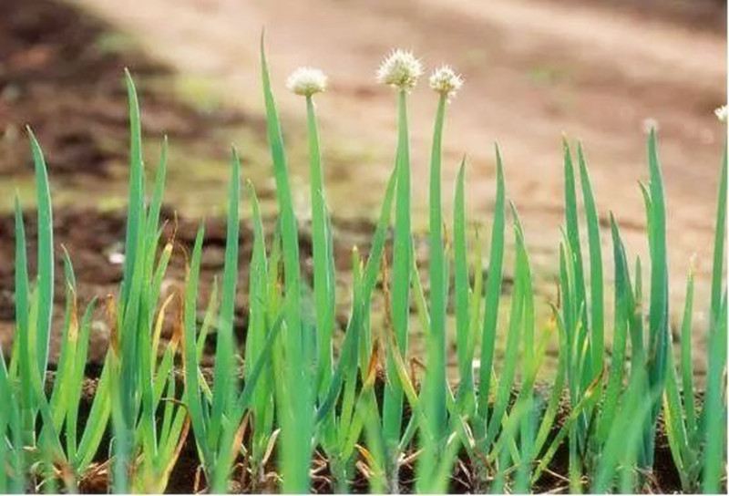 “好朋友”種植法火了！快來看看農作物們的“朋友”與“冤家”
