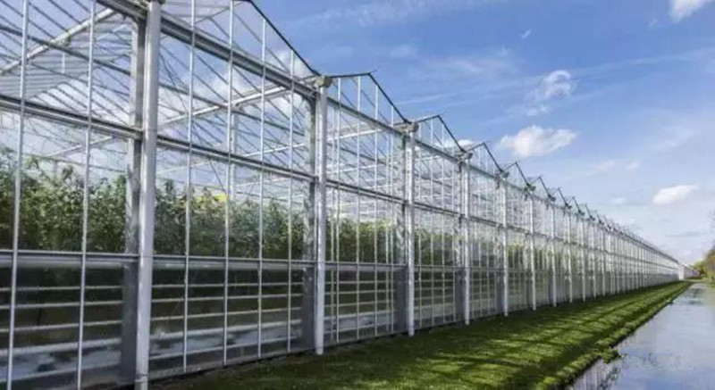 荷蘭農民種植西紅柿每平米產量達到 70 公斤，是如何做到的？