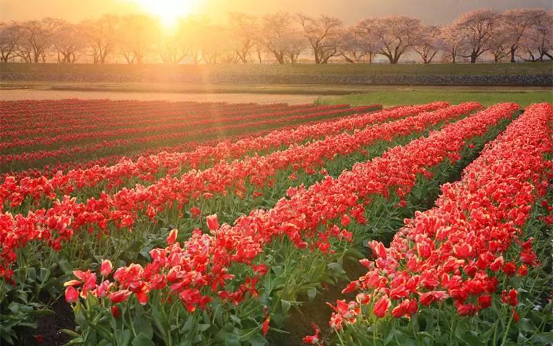 案例|僅靠1個字！他種玫瑰花從虧損300萬到年入3000萬