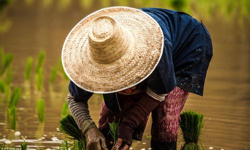 農技服務異軍突起 天天學農入選農技推廣協會常務理事