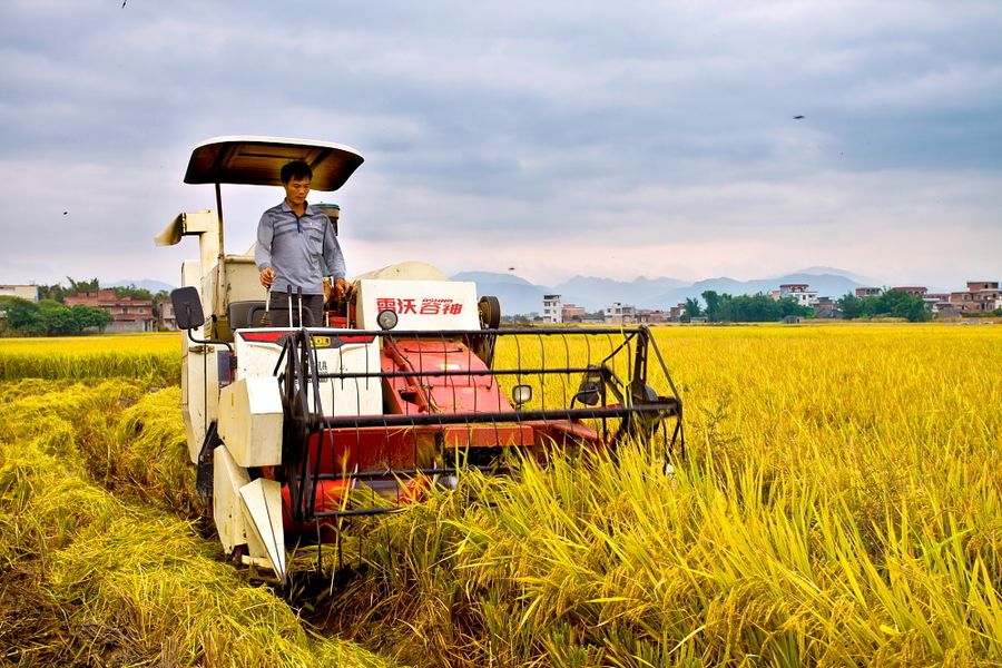 1+N種植，農業增收賺錢好手段！