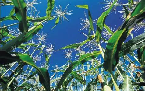 創業小黑板|精品農業：未來農業的“戰斗機”