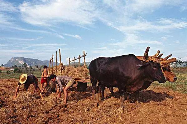 古巴：靠農(nóng)業(yè)拯救國(guó)家！以下6大做法讓你見證奇跡……