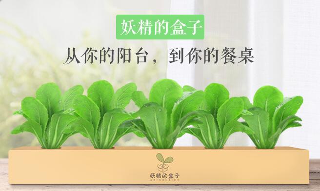 案例|顛覆傳統種植業，盒子里種蔬菜（附種植業創業方向）