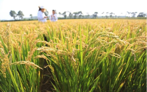 案例|姑娘賣米年收入破億