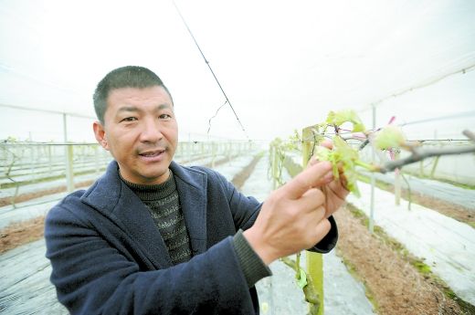 從虧損幾百萬到年入400萬，看他如何用小葡萄實現農業大夢想？