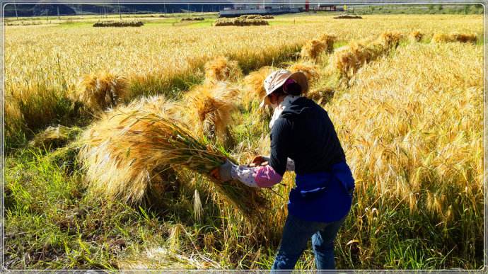 剛剛！國家設立“中國農民豐收節”（劃重點）