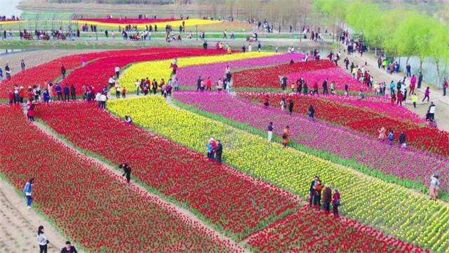 三農日報|我國馬鈴薯種植面積世界第一；“雙層垂簾式種植” 畝產效益破萬