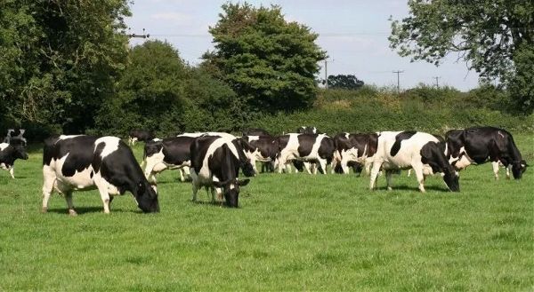 三農日報|首筆區塊鏈農地抵押貸款落地；土豆規模種植需要技術