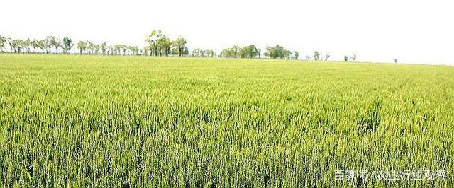 山東種業集團加速產業布局：項目未上馬 環保已先行