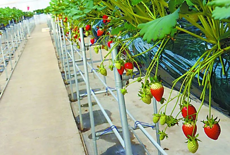 【世界農業案例】透視中日荷三國“植物工廠”案例，植物工廠的下一站又是什么