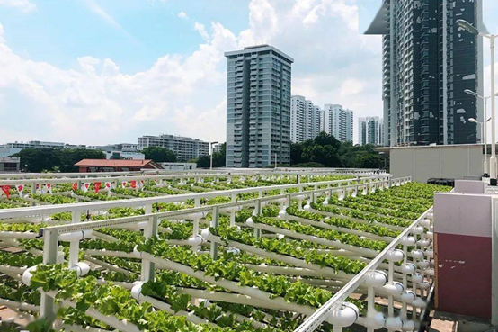 【世界農業案例】 新加坡積極發展城市農場