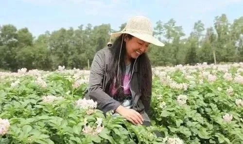 【產(chǎn)業(yè)人物】馬鈴薯首席專家金黎平：一輩子專心把土豆變成“金豆”