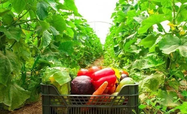 【農業產業融合案例】地方平臺統建融資模式的3個案例