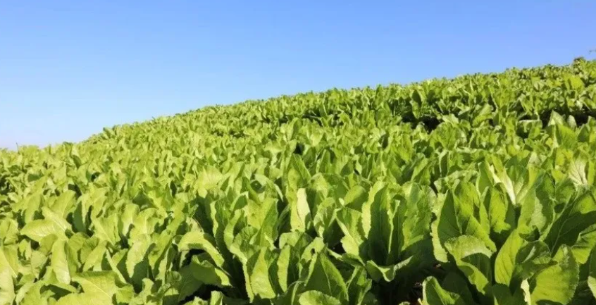 種植案例：畝收6000斤，家門口0.45元1斤，2個月把錢掙到手