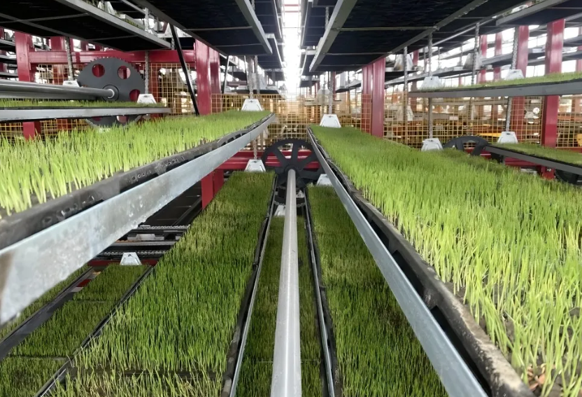 工廠化育秧：可節約60%的成本，引爆農業新一輪升級（附5大商業模式）