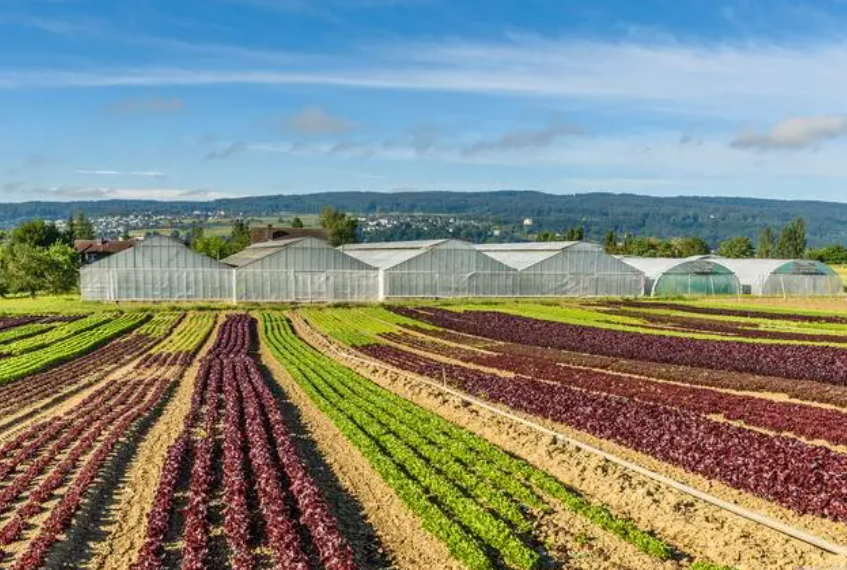 【世界農業案例】看荷蘭如何打造農業界“硅谷”