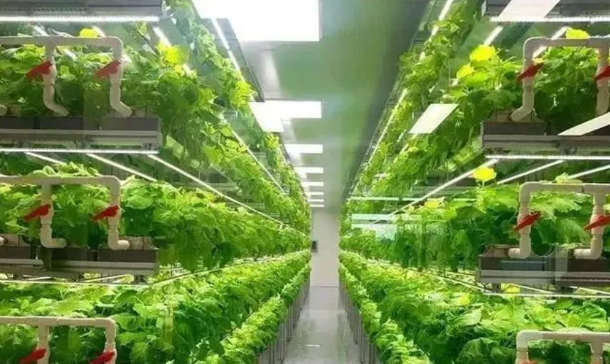 國家支持，資本青睞，大農業產業融合才是長久之計