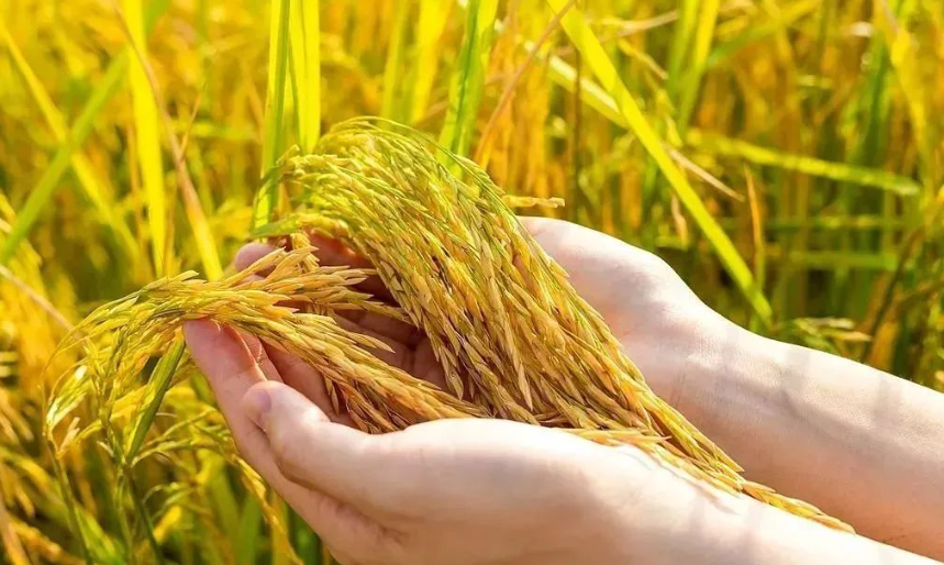 【生物育種】為什么要大力發展生物育種技術