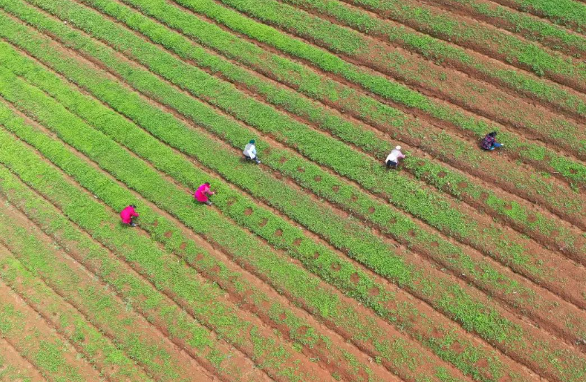 【農(nóng)業(yè)模式】種植業(yè)有以下幾種種植模式