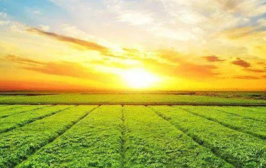 “十五五”農(nóng)業(yè)農(nóng)村領(lǐng)域研究重點(diǎn)及方向