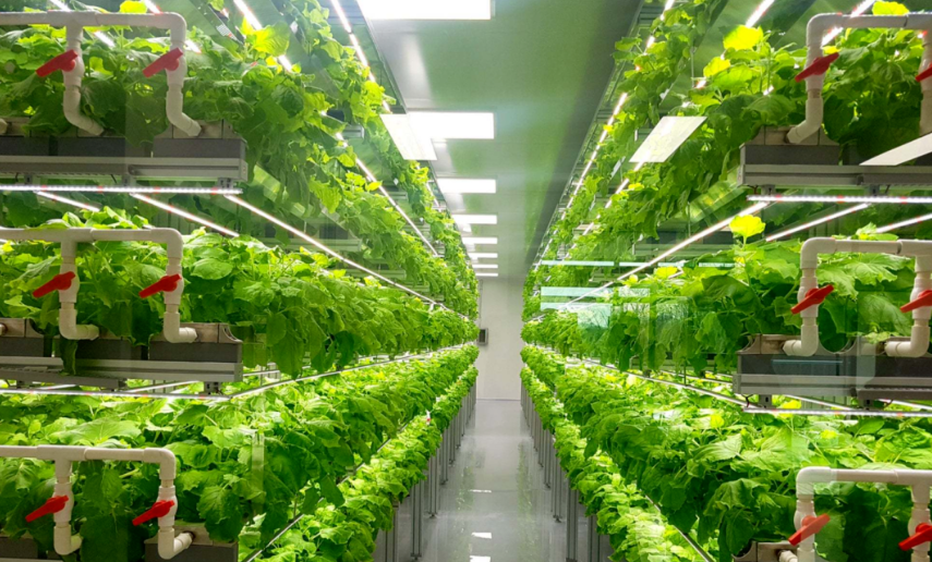 室內(nèi)垂直農(nóng)業(yè)的遺傳育種：挑戰(zhàn)與機(jī)遇