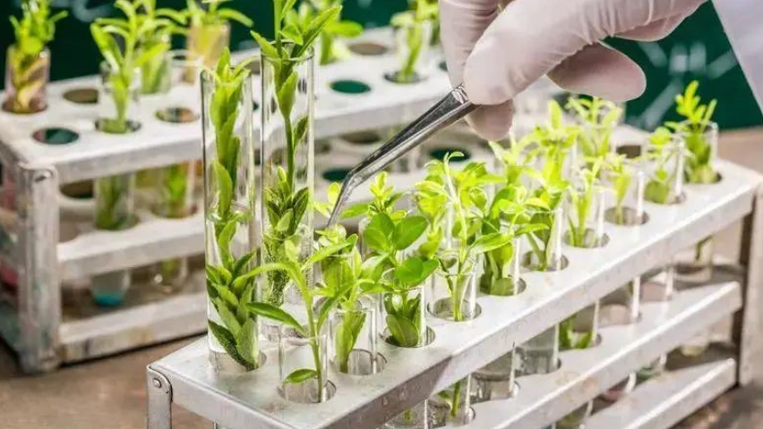 【生物育種】院士：加快發展新一代生物育種技術