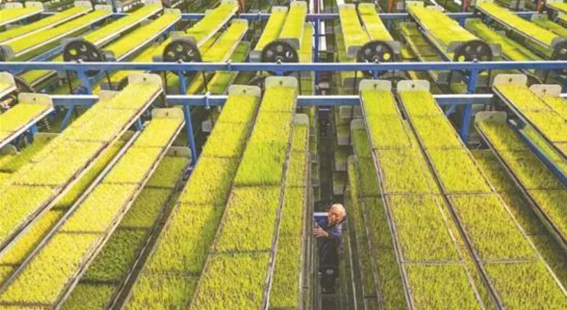 畝產百萬的秘訣：生態農業新思潮如何創造驚人收益？